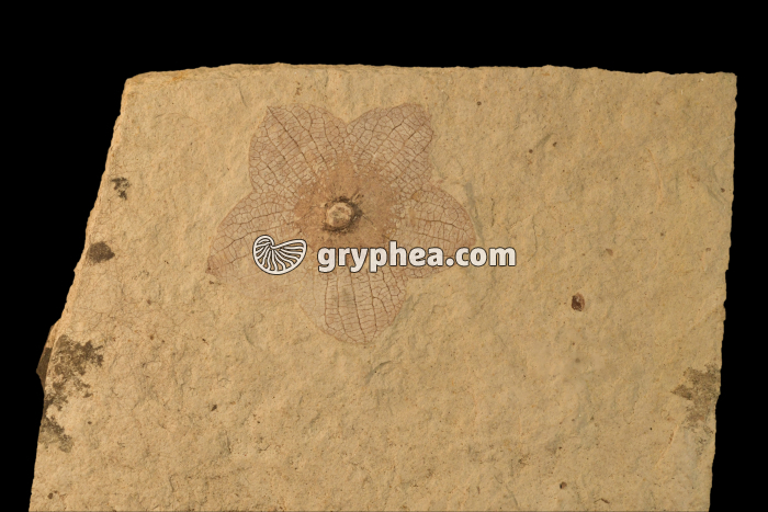 Fleur fossilisée - Corolle de Florissantia physalis fossile (Eocène, Klondike Mountain Formation, WA, USA) - gryphea.org